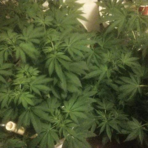  Big Bagseed growlog photo: Female!!!!