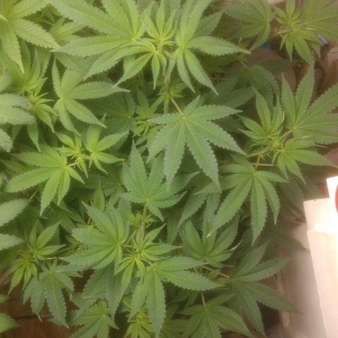 Motel #1 growlog photo: Female!!!!