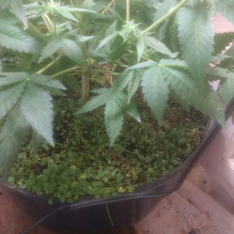 Motel #1 growlog photo: She's budding!!!! The cover crop is still alive. The LST made a few nice branches