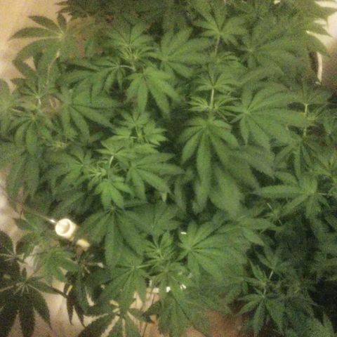  Big Bagseed growlog photo: The reservoir is doing great I think I'm keeping enough water in it. The LST produced copious amounts of branches. I kinda wish I had another light lol but she is getting big and the biggest of the three I hope I'm doing ok.