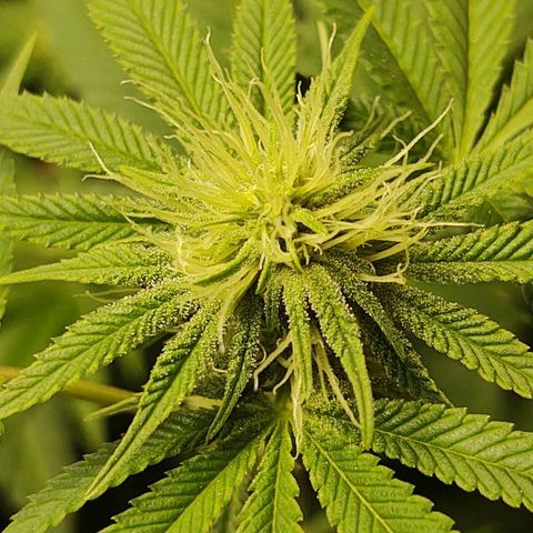 Motel #1 growlog photo: Budding nicely.I can't wait