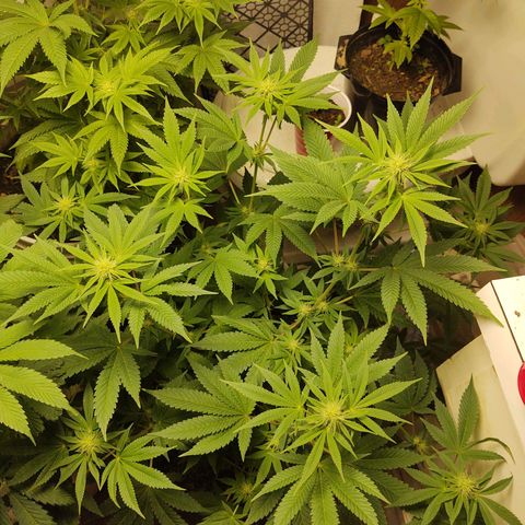 Motel #1 growlog photo: Budding nicely.I can't wait