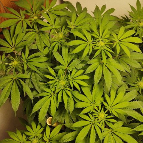  Big Bagseed growlog photo: Budding nicely. 