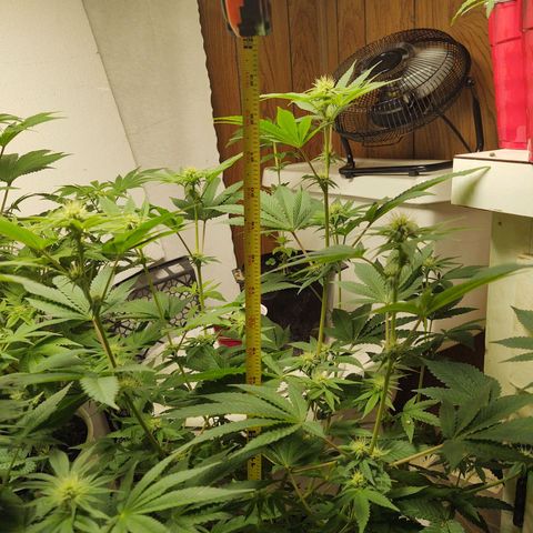 Motel #1 growlog photo: Budding nicely.I can't wait