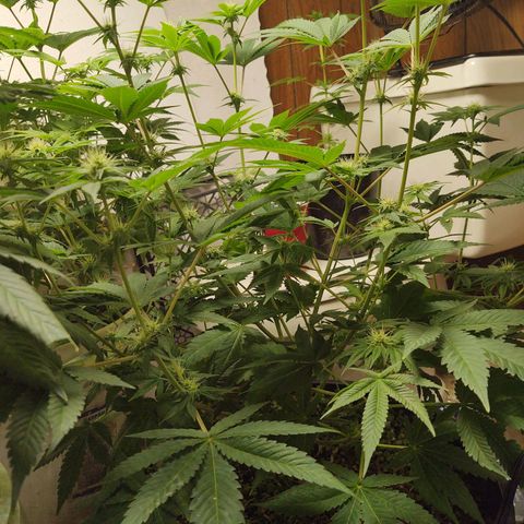 Motel #1 growlog photo: Budding nicely.I can't wait