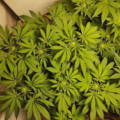  Big Bagseed growlog photo: Budding nicely. 