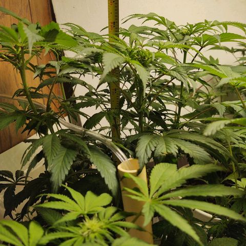  Big Bagseed growlog photo: Budding nicely. 