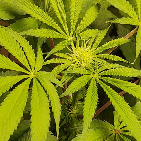  Big Bagseed growlog photo: Budding nicely. 