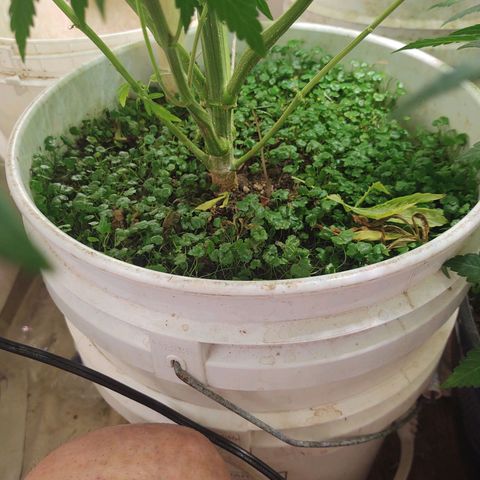  Big Bagseed growlog timeline photo