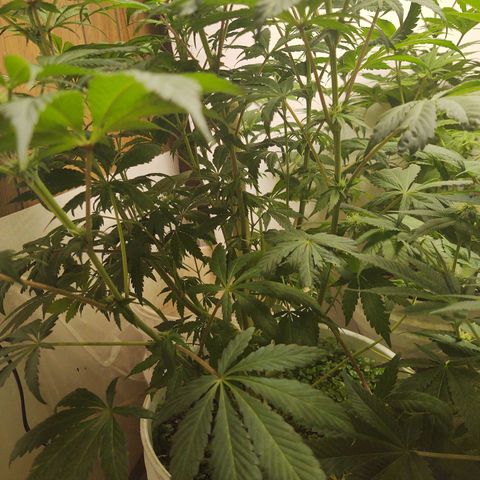  Big Bagseed growlog timeline photo