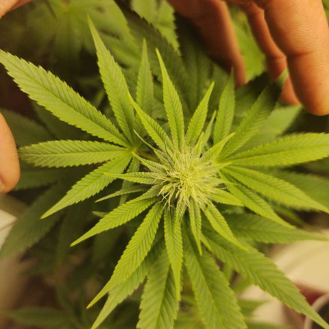 Motel #1 growlog timeline photo