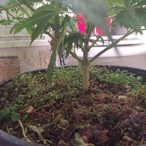 Motel #1 growlog timeline photo