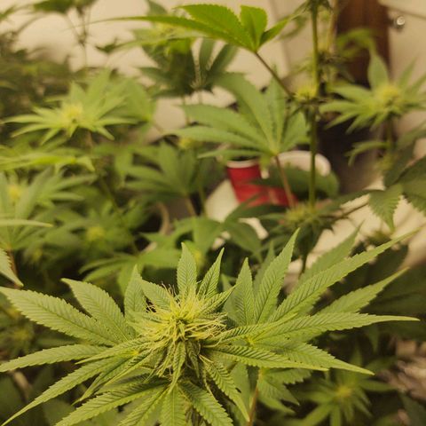 Motel #1 growlog timeline photo