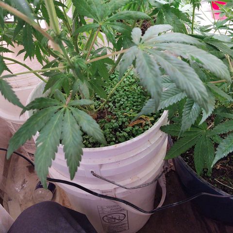  Big Bagseed growlog timeline photo
