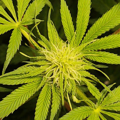  Big Bagseed growlog photo: Well she turned out to be a female, yess!!!, Her cover crop is still alive and well. the whole thing is alive. I haven't checked her reservoir but I have been putting in water so I'm not sure how much she is drinking. But I'm going to check