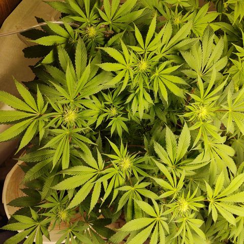  Big Bagseed growlog photo: Well she turned out to be a female, yess!!!, Her cover crop is still alive and well. the whole thing is alive. I haven't checked her reservoir but I have been putting in water so I'm not sure how much she is drinking. But I'm going to check