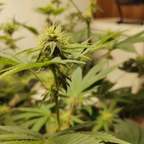 Motel #1 growlog photo: She's beautiful. 28 days into flower. You can tell she is a superior plant the trichomes on her, damn! 😳
She's going to have a lot of bud sites leaves are green with just a tip of yellow that's nothing to worry about it's from the feeding schedule but now that I replaced the Bennie's it's should go away in the next couple of days, she's a week a head of the big bad seeds she's not a compact I think a stretch is happening but not as much as I think. Still a gorgeous ❤️ plant to say the least. I will keep you updated