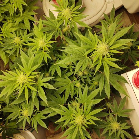 Motel #1 growlog photo: She's beautiful. 28 days into flower. You can tell she is a superior plant the trichomes on her, damn! 😳
She's going to have a lot of bud sites leaves are green with just a tip of yellow that's nothing to worry about it's from the feeding schedule but now that I replaced the Bennie's it's should go away in the next couple of days, she's a week a head of the big bad seeds she's not a compact I think a stretch is happening but not as much as I think. Still a gorgeous ❤️ plant to say the least. I will keep you updated