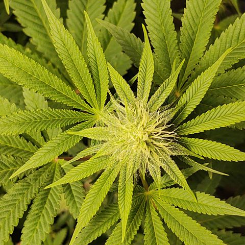 Motel #1 growlog photo: She's beautiful. 28 days into flower. You can tell she is a superior plant the trichomes on her, damn! 😳
She's going to have a lot of bud sites leaves are green with just a tip of yellow that's nothing to worry about it's from the feeding schedule but now that I replaced the Bennie's it's should go away in the next couple of days, she's a week a head of the big bad seeds she's not a compact I think a stretch is happening but not as much as I think. Still a gorgeous ❤️ plant to say the least. I will keep you updated