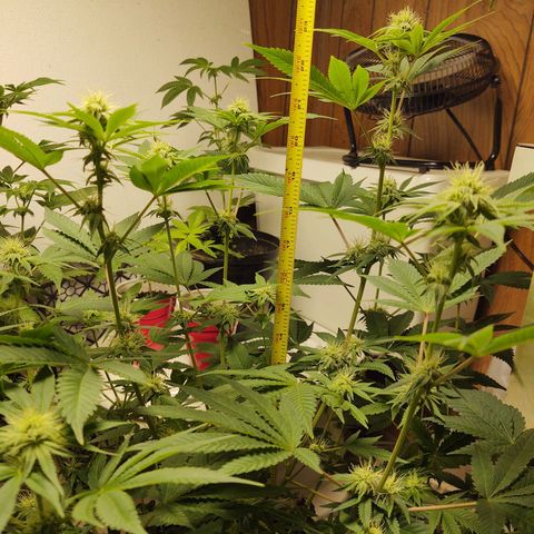 Motel #1 growlog photo: She's beautiful. 28 days into flower. You can tell she is a superior plant the trichomes on her, damn! 😳
She's going to have a lot of bud sites leaves are green with just a tip of yellow that's nothing to worry about it's from the feeding schedule but now that I replaced the Bennie's it's should go away in the next couple of days, she's a week a head of the big bad seeds she's not a compact I think a stretch is happening but not as much as I think. Still a gorgeous ❤️ plant to say the least. I will keep you updated