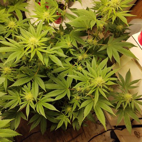 Motel #1 growlog photo: She's beautiful. 28 days into flower. You can tell she is a superior plant the trichomes on her, damn! 😳
She's going to have a lot of bud sites leaves are green with just a tip of yellow that's nothing to worry about it's from the feeding schedule but now that I replaced the Bennie's it's should go away in the next couple of days, she's a week a head of the big bad seeds she's not a compact I think a stretch is happening but not as much as I think. Still a gorgeous ❤️ plant to say the least. I will keep you updated