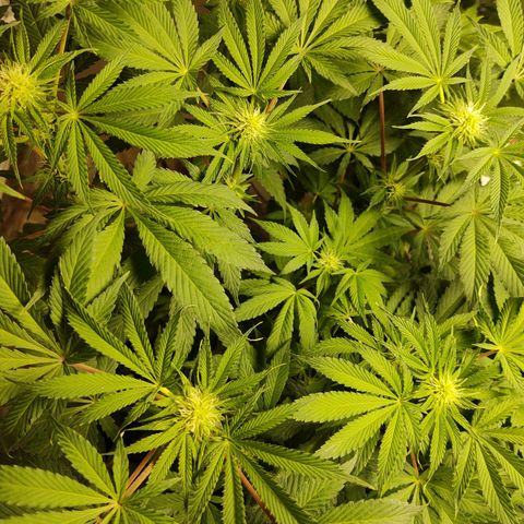  Big Bagseed growlog photo: Well she turned out to be a female, yess!!!, Her cover crop is still alive and well. the whole thing is alive. I haven't checked her reservoir but I have been putting in water so I'm not sure how much she is drinking. But I'm going to check
