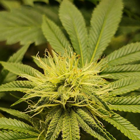 Motel #1 growlog photo: She's beautiful. 28 days into flower. You can tell she is a superior plant the trichomes on her, damn! 😳
She's going to have a lot of bud sites leaves are green with just a tip of yellow that's nothing to worry about it's from the feeding schedule but now that I replaced the Bennie's it's should go away in the next couple of days, she's a week a head of the big bad seeds she's not a compact I think a stretch is happening but not as much as I think. Still a gorgeous ❤️ plant to say the least. I will keep you updated