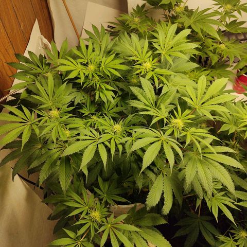  Big Bagseed growlog photo: Well she turned out to be a female, yess!!!, Her cover crop is still alive and well. the whole thing is alive. I haven't checked her reservoir but I have been putting in water so I'm not sure how much she is drinking. But I'm going to check
