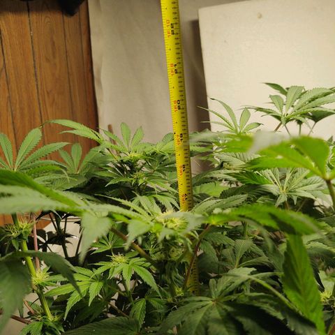  Big Bagseed growlog photo: Well she turned out to be a female, yess!!!, Her cover crop is still alive and well. the whole thing is alive. I haven't checked her reservoir but I have been putting in water so I'm not sure how much she is drinking. But I'm going to check