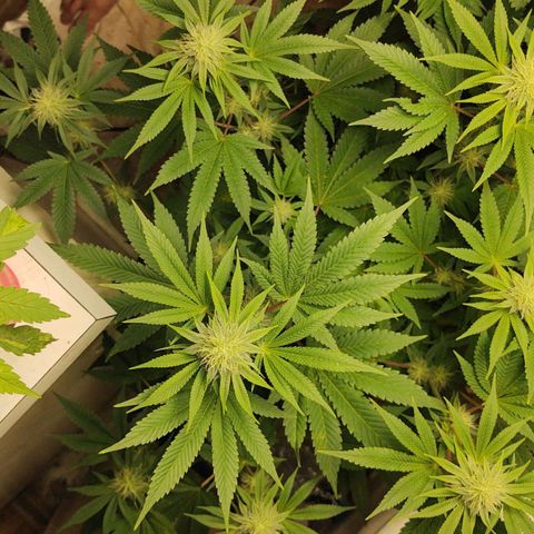 Motel #1 growlog photo: Day 31 I'm just a little late. Lol
Her bud sites are coming along nicely. She been sticking around 2 feet tall for a couple weeks now I'm not sure if she will get any bigger. This is only 6 week veg time I can only imagine her height if she had twelve weeks of veg time