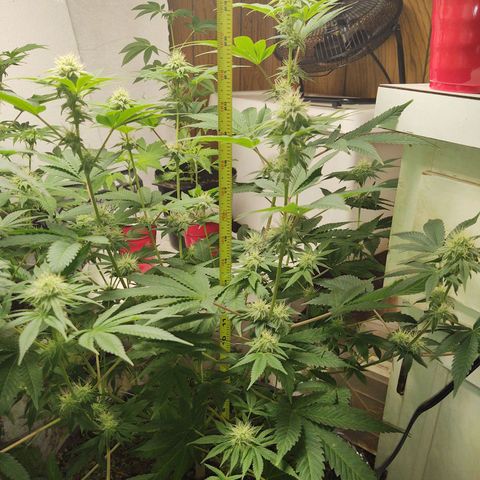Motel #1 growlog photo: Day 31 I'm just a little late. Lol
Her bud sites are coming along nicely. She been sticking around 2 feet tall for a couple weeks now I'm not sure if she will get any bigger. This is only 6 week veg time I can only imagine her height if she had twelve weeks of veg time