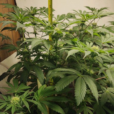  Big Bagseed growlog timeline photo