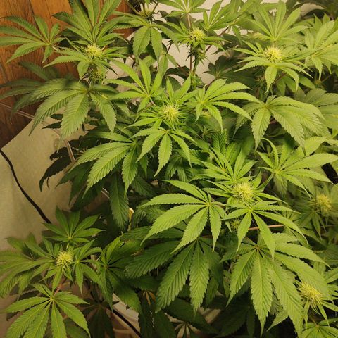 Big Bagseed growlog photo: She's getting big her height shows her age the motel seeds are a week older and sitting at 2 feet she's at 18-19 inches. She's a SIP but I water from the top with one cup of water every other day and check reservoir weekly and full as needed her leaves are slightly curled downward I'm 🤔 thinking over watered so I haven't filled the reservoir in about a week to see if I can dry her out