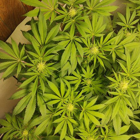  Big Bagseed growlog photo: She's getting big her height shows her age the motel seeds are a week older and sitting at 2 feet she's at 18-19 inches. She's a SIP but I water from the top with one cup of water every other day and check reservoir weekly and full as needed her leaves are slightly curled downward I'm 🤔 thinking over watered so I haven't filled the reservoir in about a week to see if I can dry her out