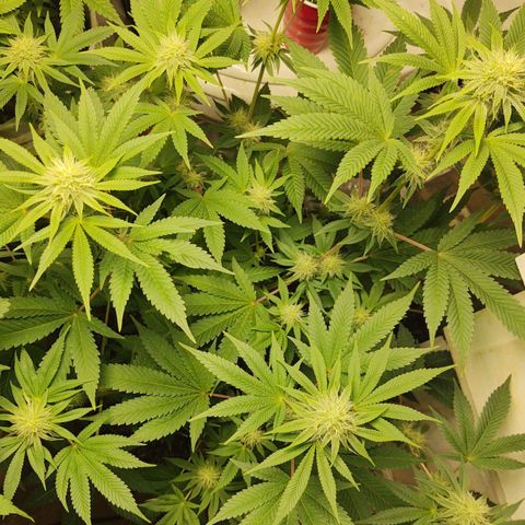 Motel #1 growlog photo: Day 31 I'm just a little late. Lol
Her bud sites are coming along nicely. She been sticking around 2 feet tall for a couple weeks now I'm not sure if she will get any bigger. This is only 6 week veg time I can only imagine her height if she had twelve weeks of veg time
