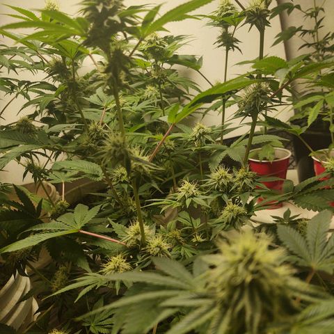 Motel #1 growlog timeline photo