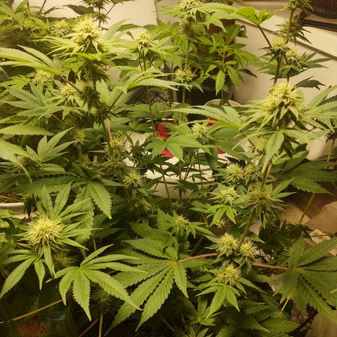 Motel #1 growlog timeline photo
