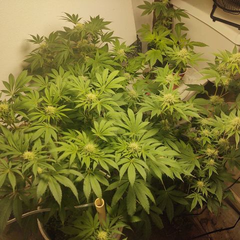  Big Bagseed growlog timeline photo