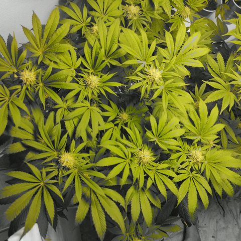  Big Bagseed growlog timeline photo