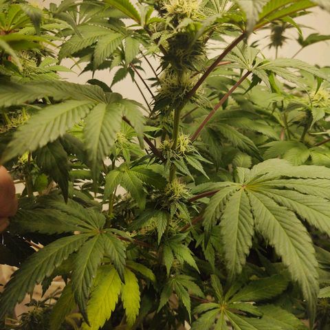  Big Bagseed growlog photo: The bud are coming in nicely now. Her cover crop is the only one still going strong. I can't believe how much she started stalking just look at it amazing
.I am attributing it to the reservoir