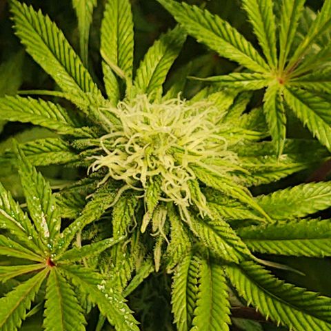  Big Bagseed growlog photo: The bud are coming in nicely now. Her cover crop is the only one still going strong. I can't believe how much she started stalking just look at it amazing
.I am attributing it to the reservoir