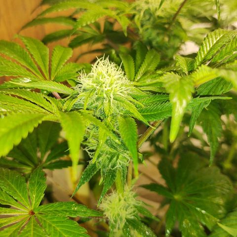  Big Bagseed growlog photo: The bud are coming in nicely now. Her cover crop is the only one still going strong. I can't believe how much she started stalking just look at it amazing
.I am attributing it to the reservoir