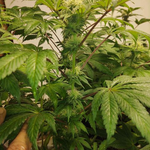  Big Bagseed growlog photo: The bud are coming in nicely now. Her cover crop is the only one still going strong. I can't believe how much she started stalking just look at it amazing
.I am attributing it to the reservoir