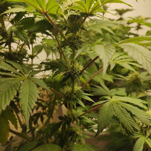  Big Bagseed growlog photo: The bud are coming in nicely now. Her cover crop is the only one still going strong. I can't believe how much she started stalking just look at it amazing
.I am attributing it to the reservoir
