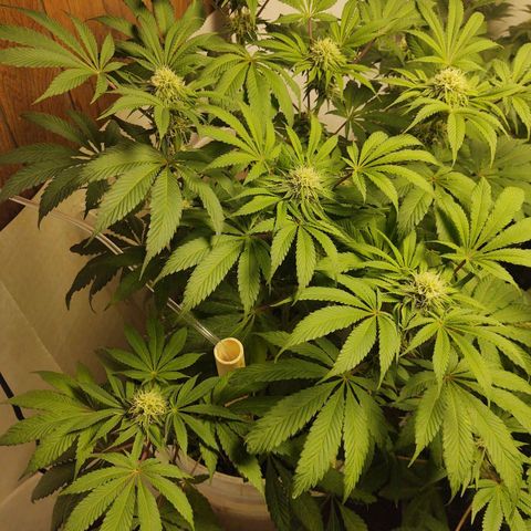  Big Bagseed growlog photo: The bud are coming in nicely now. Her cover crop is the only one still going strong. I can't believe how much she started stalking just look at it amazing
.I am attributing it to the reservoir