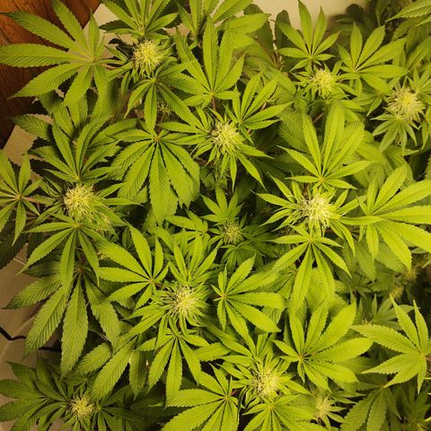  Big Bagseed growlog photo: The bud are coming in nicely now. Her cover crop is the only one still going strong. I can't believe how much she started stalking just look at it amazing
.I am attributing it to the reservoir