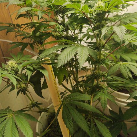  Big Bagseed growlog photo: The bud are coming in nicely now. Her cover crop is the only one still going strong. I can't believe how much she started stalking just look at it amazing
.I am attributing it to the reservoir