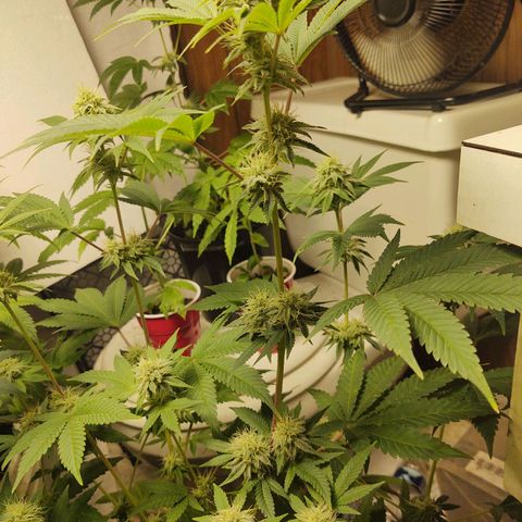 Motel #1 growlog photo: I never noticed it but she stretched allot more than the other, I wonder if it's from her pot being shorter. But she still stacked nicely man