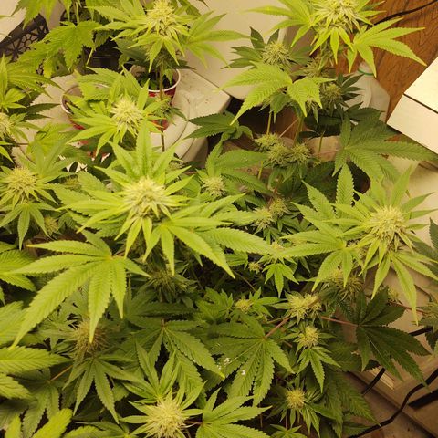 Motel #1 growlog photo: I never noticed it but she stretched allot more than the other, I wonder if it's from her pot being shorter. But she still stacked nicely man
