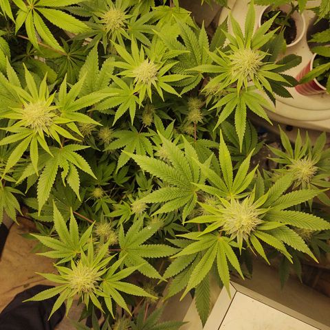 Motel #1 growlog photo: I never noticed it but she stretched allot more than the other, I wonder if it's from her pot being shorter. But she still stacked nicely man